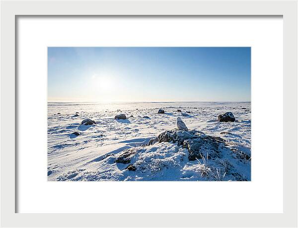 Snowy Owl On Tundra Perch