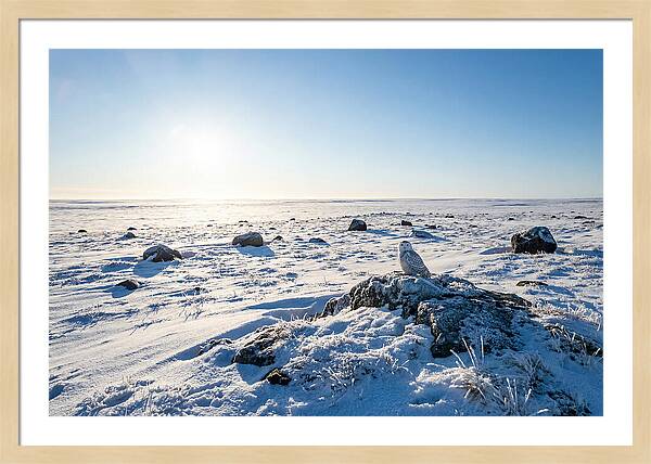 Snowy Owl On Tundra Perch