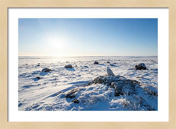 Snowy Owl On Tundra Perch