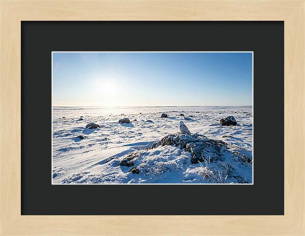 Snowy Owl On Tundra Perch