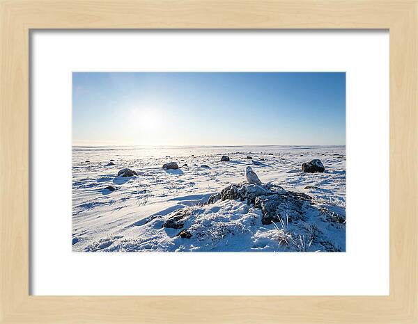 Snowy Owl On Tundra Perch