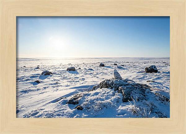 Snowy Owl On Tundra Perch