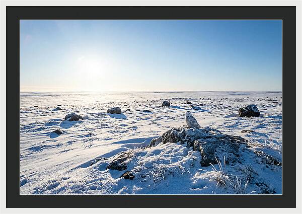 Snowy Owl On Tundra Perch