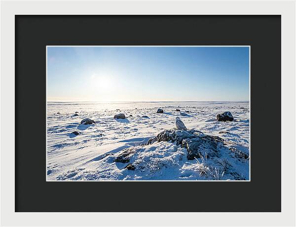 Snowy Owl On Tundra Perch