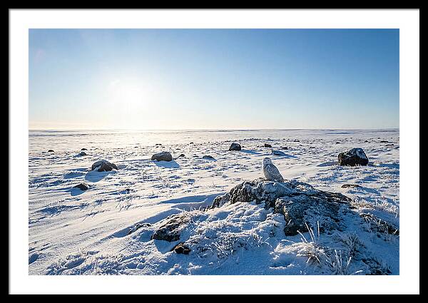 Snowy Owl On Tundra Perch