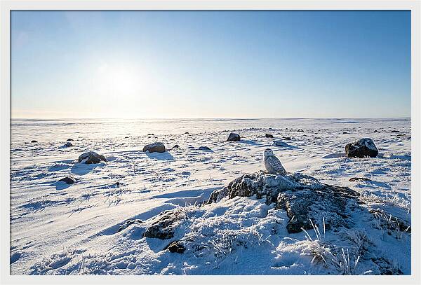 Snowy Owl On Tundra Perch