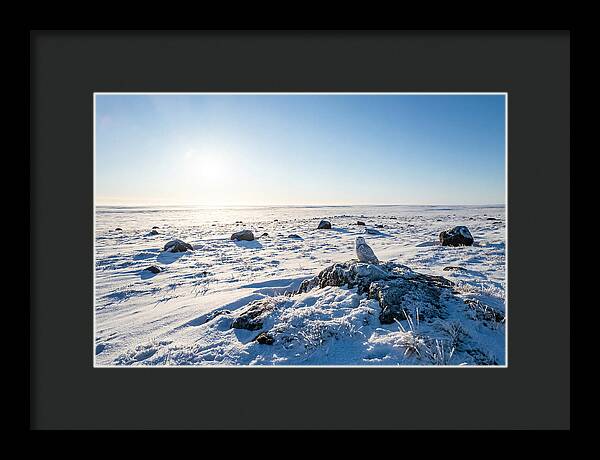 Snowy Owl On Tundra Perch