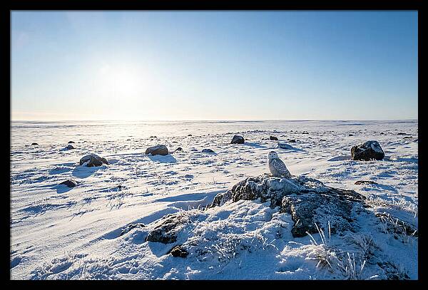 Snowy Owl On Tundra Perch