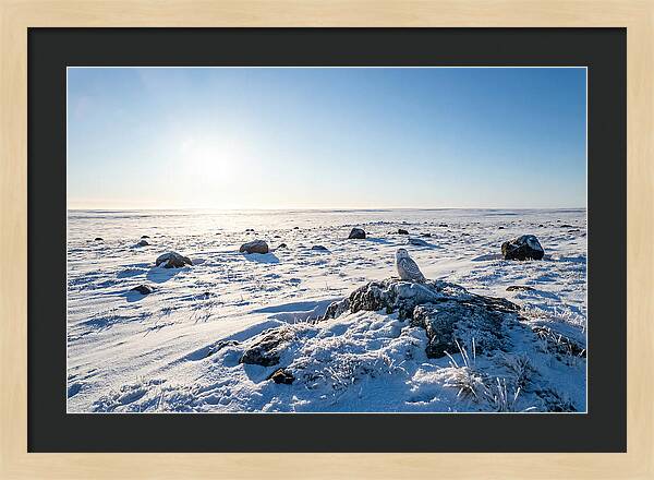 Snowy Owl On Tundra Perch