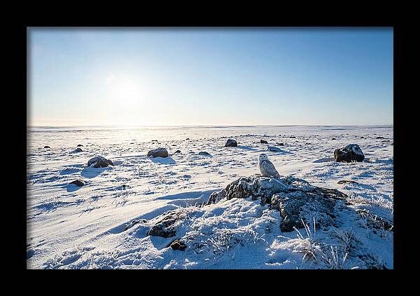 Snowy Owl On Tundra Perch