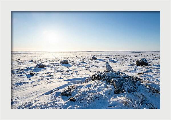 Snowy Owl On Tundra Perch