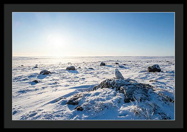 Snowy Owl On Tundra Perch