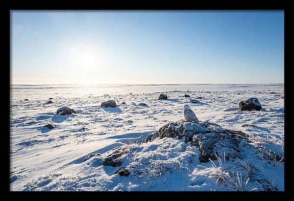 Snowy Owl On Tundra Perch