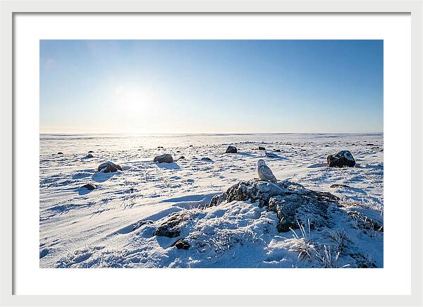 Snowy Owl On Tundra Perch