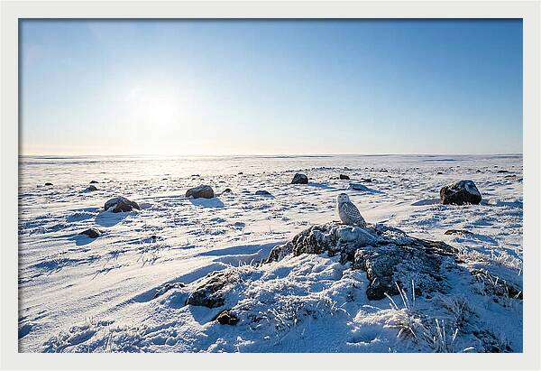 Snowy Owl On Tundra Perch