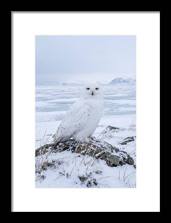 Snowy Owl Perched In Tundra