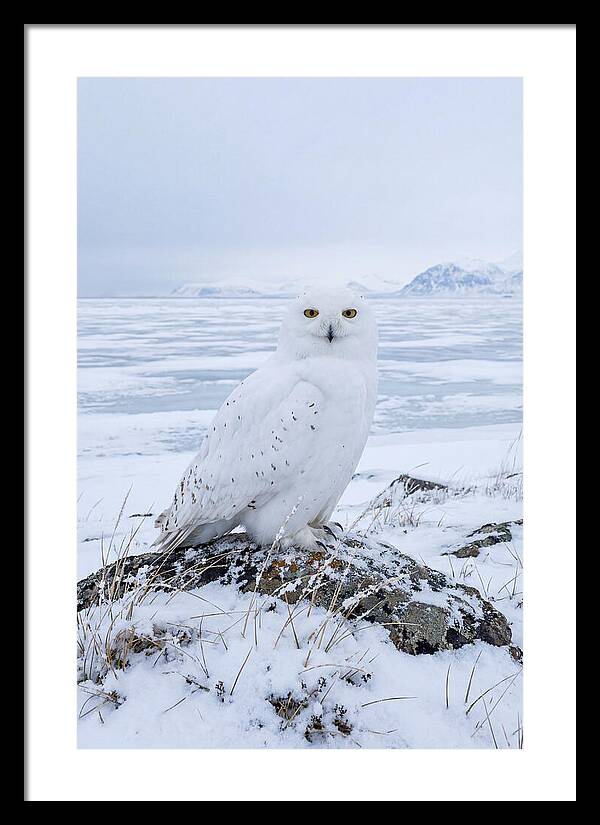 Snowy Owl Perched In Tundra