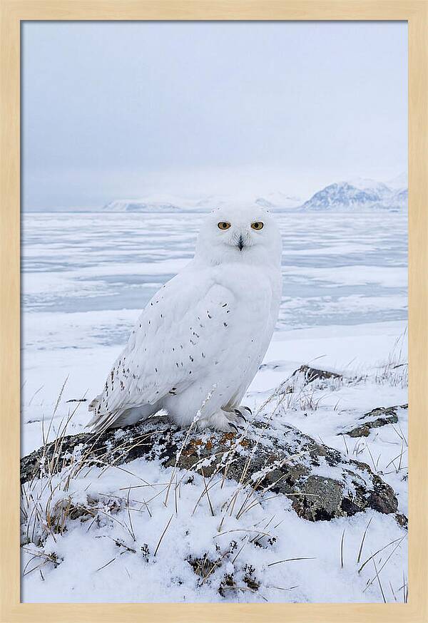 Snowy Owl Perched In Tundra