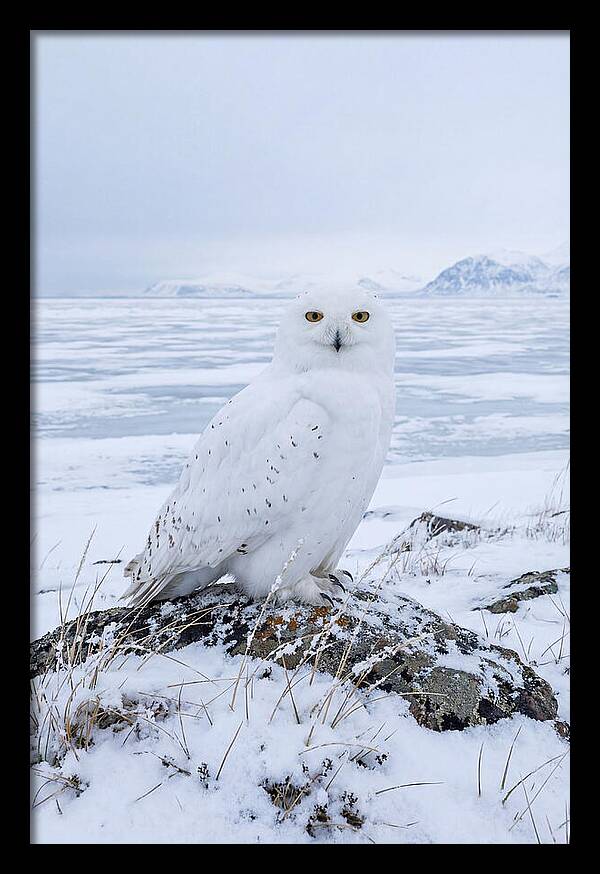 Snowy Owl Perched In Tundra