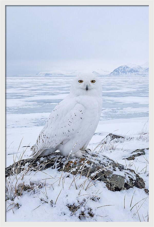 Snowy Owl Perched In Tundra