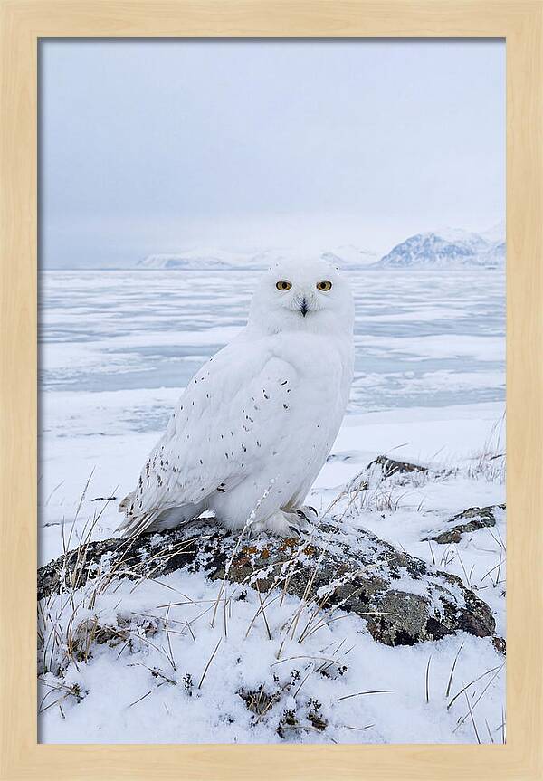 Snowy Owl Perched In Tundra