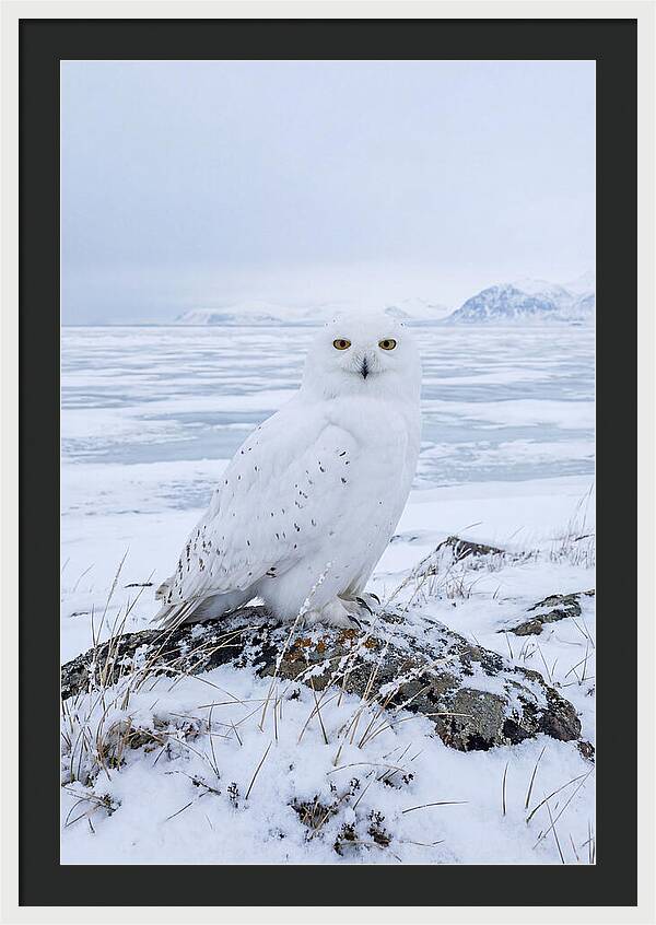 Snowy Owl Perched In Tundra