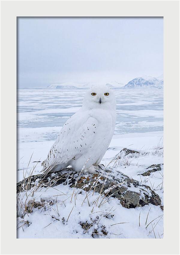 Snowy Owl Perched In Tundra
