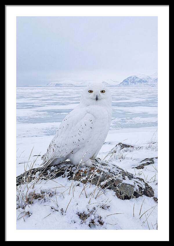 Snowy Owl Perched In Tundra