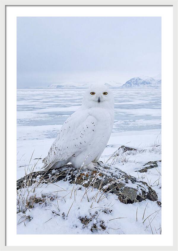 Snowy Owl Perched In Tundra