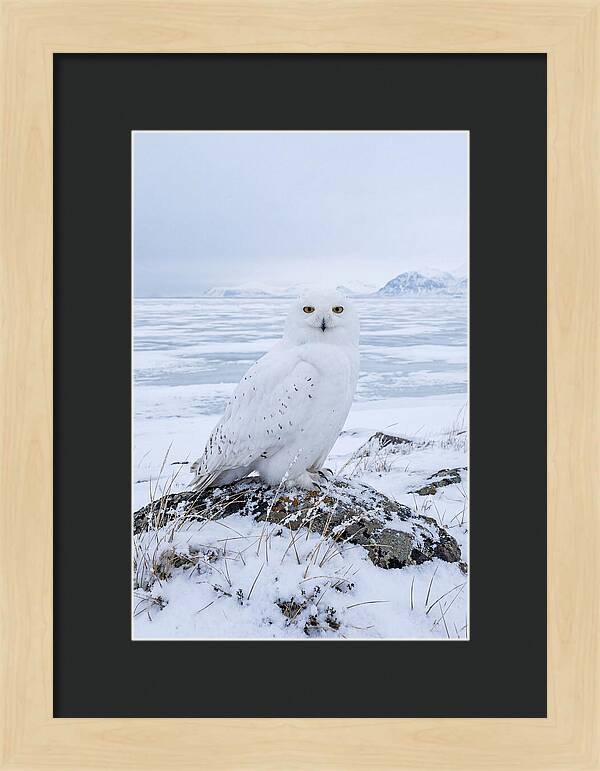 Snowy Owl Perched In Tundra