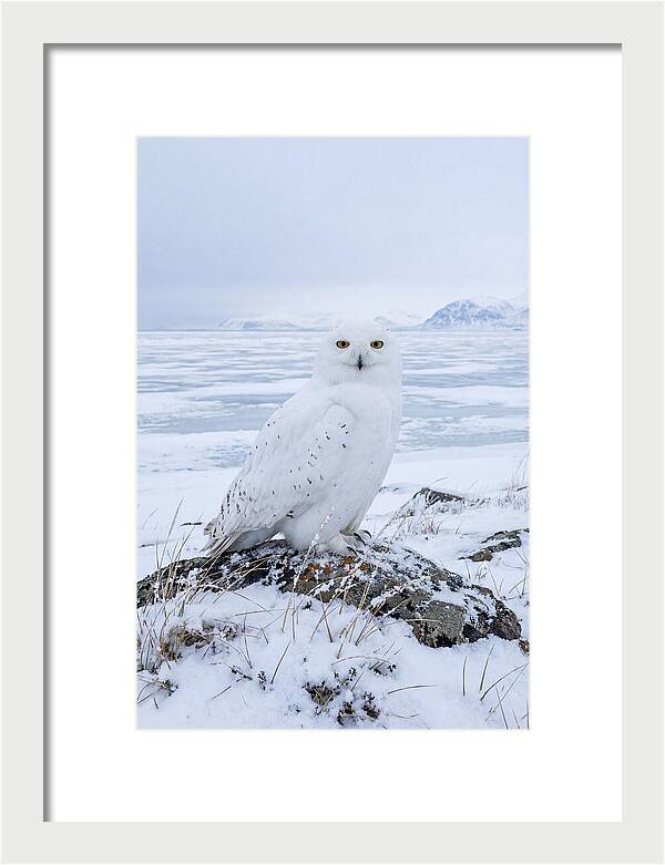 Snowy Owl Perched In Tundra