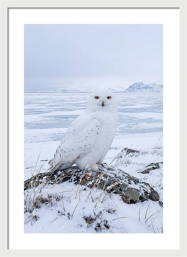 Snowy Owl Perched In Tundra