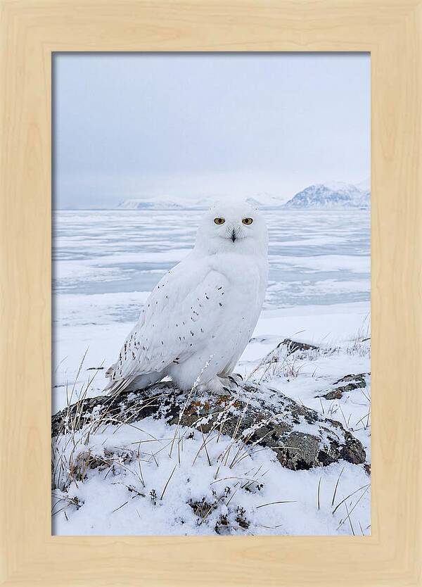 Snowy Owl Perched In Tundra
