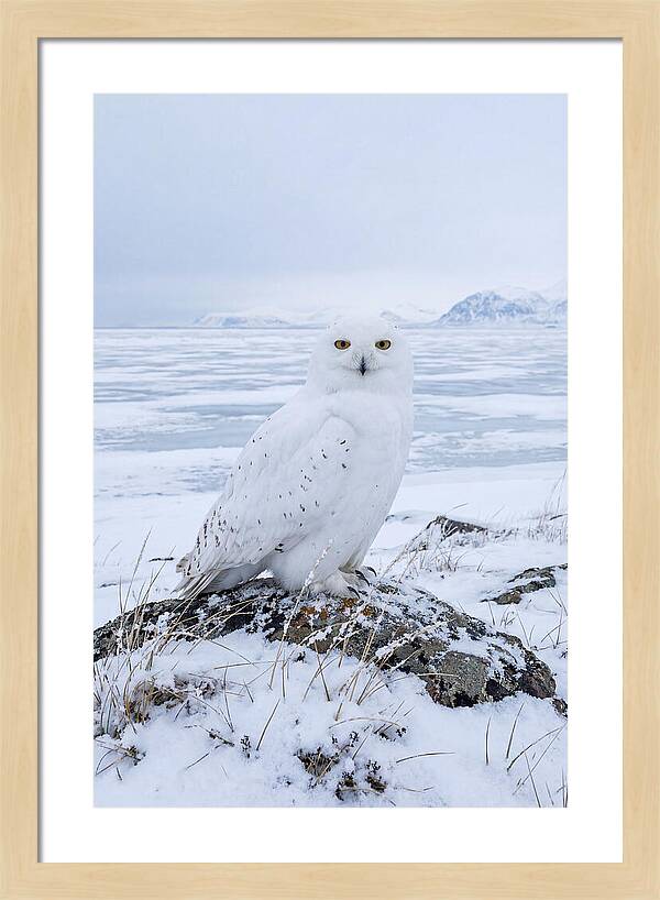 Snowy Owl Perched In Tundra