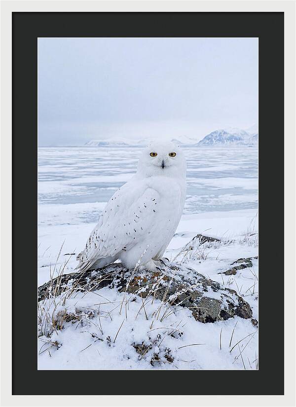 Snowy Owl Perched In Tundra