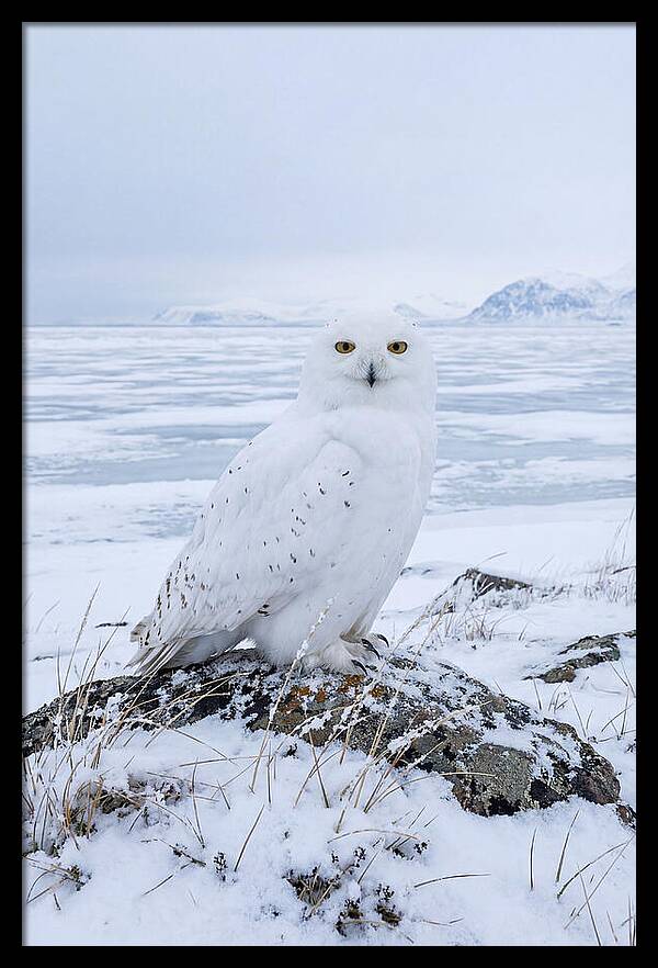 Snowy Owl Perched In Tundra