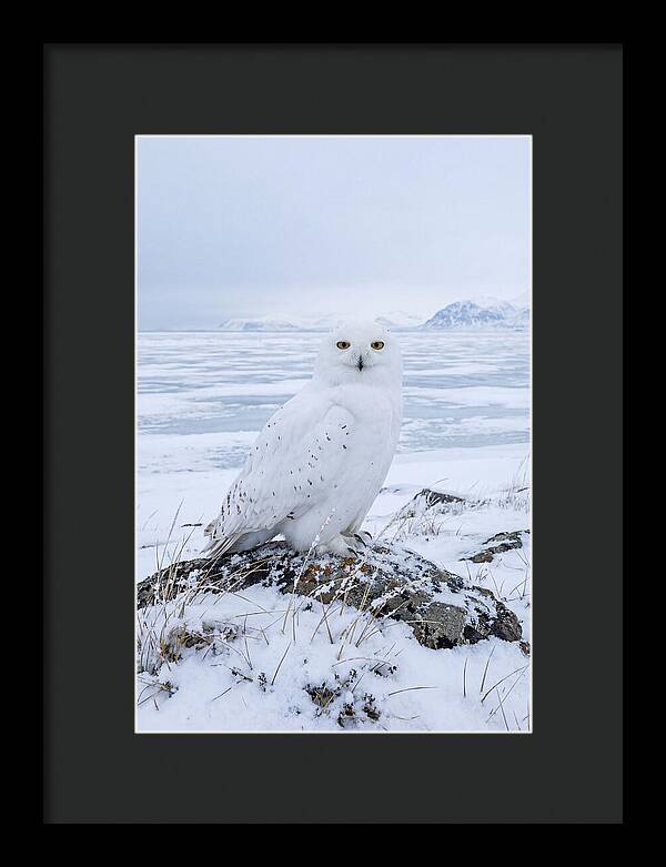 Snowy Owl Perched In Tundra