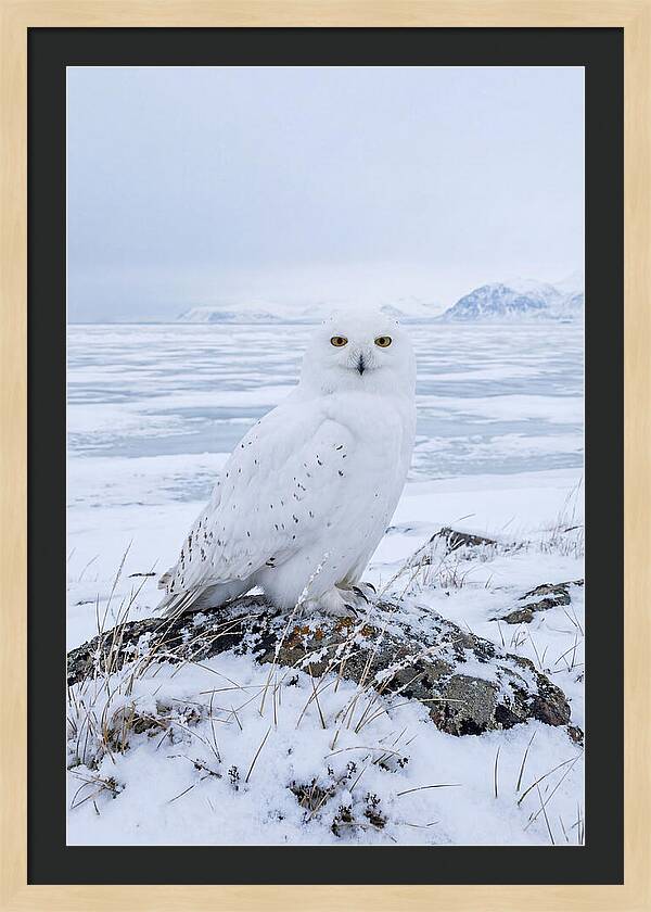 Snowy Owl Perched In Tundra