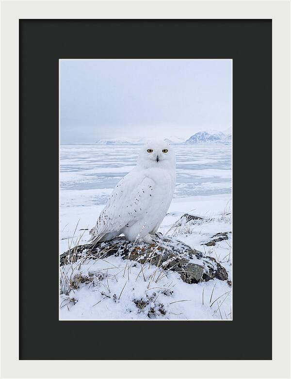 Snowy Owl Perched In Tundra