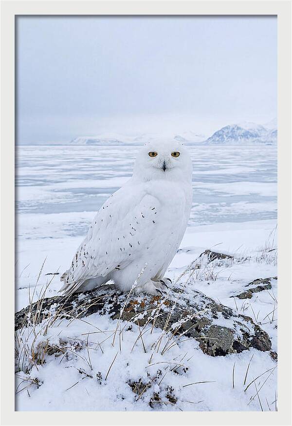 Snowy Owl Perched In Tundra