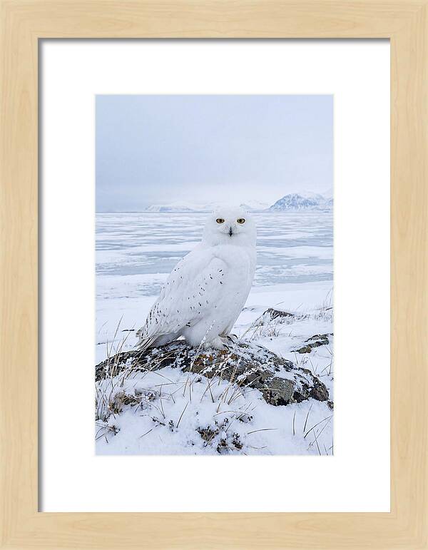 Snowy Owl Perched In Tundra