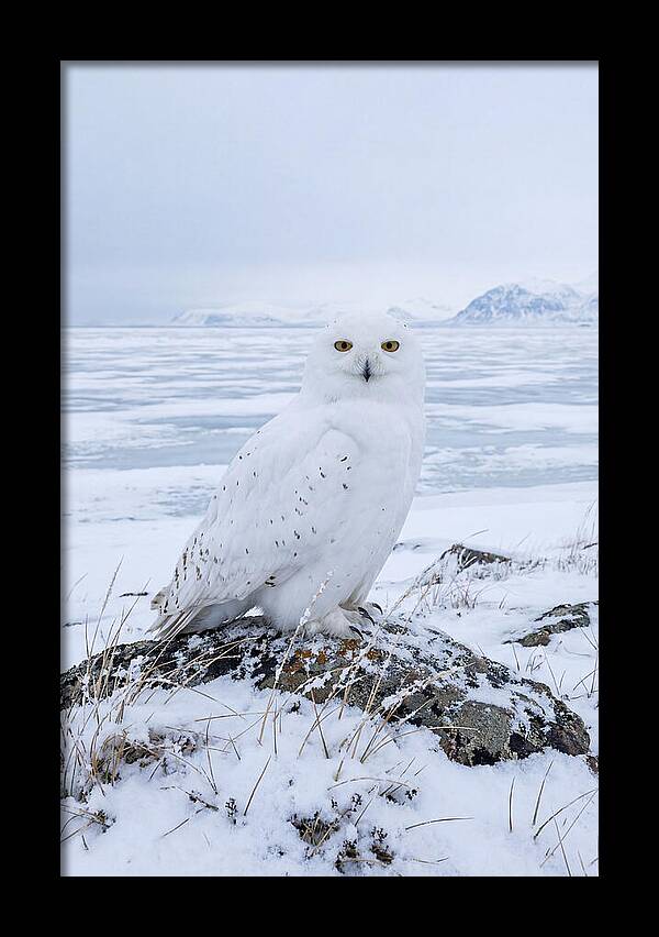 Snowy Owl Perched In Tundra