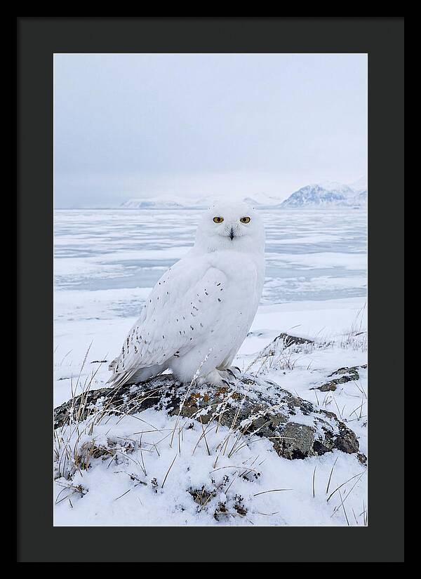Snowy Owl Perched In Tundra