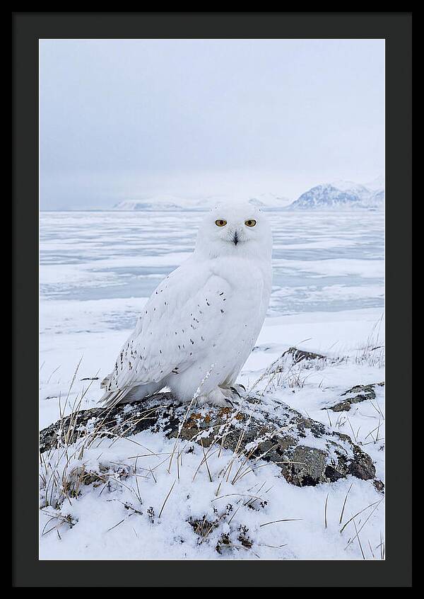 Snowy Owl Perched In Tundra
