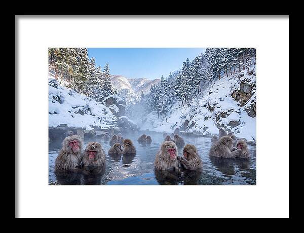 Soaking Macaques In Winter