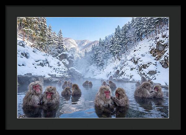 Soaking Macaques In Winter