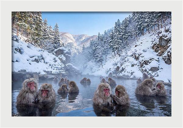 Soaking Macaques In Winter