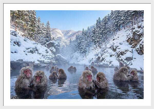 Soaking Macaques In Winter