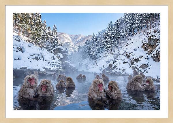Soaking Macaques In Winter