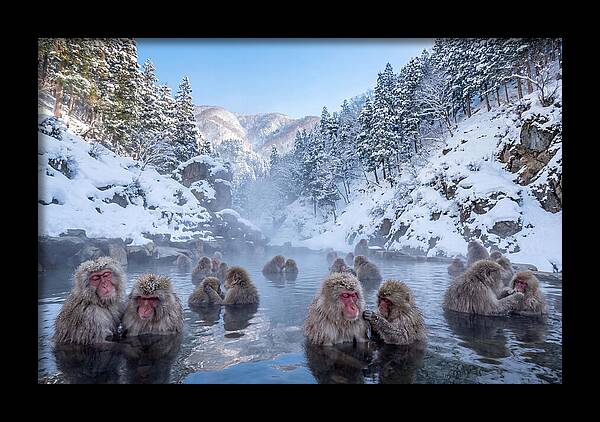 Soaking Macaques In Winter